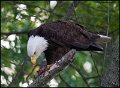 _0SB0442 american bald eagle
